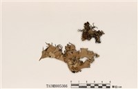 藏品(麥氏裸緣梅衣)的圖片